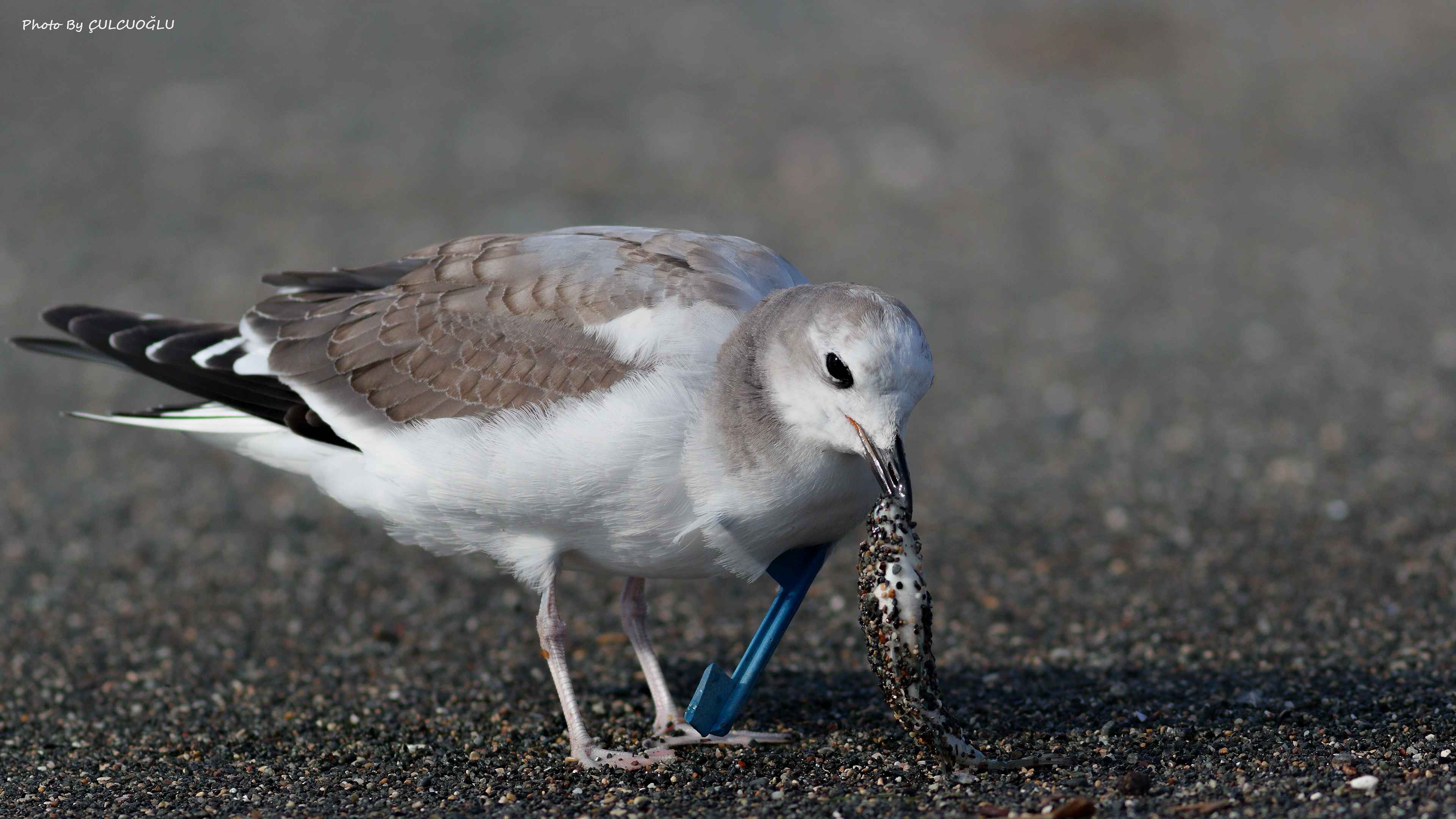 Sabine's Gull